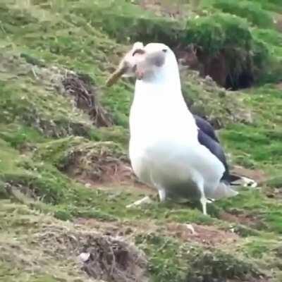 Seagull engulfs a rabbit. Whole...