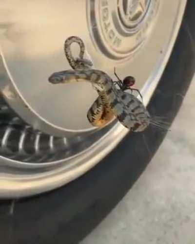 Black widow catches a small snake