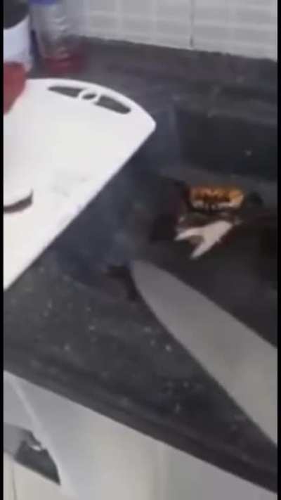 Sword fight crab edition