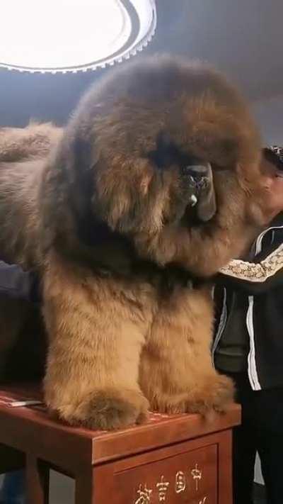 Tibetan Mastiff _ BiG UNiT!
