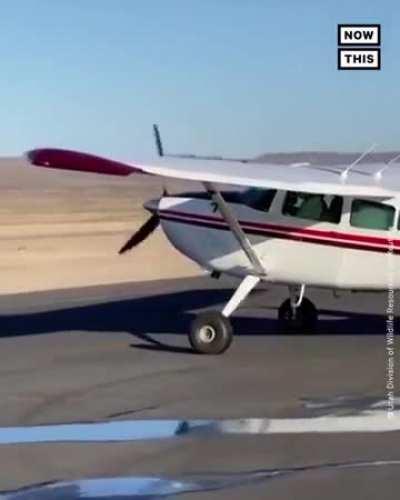 Aerial fish restocking, Utah