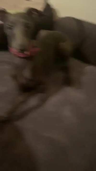 Okaaaay i will pet you m’aam