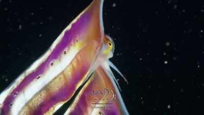Captured by Simon Buxton, this underwater video shows a blanket octopus unfolding and displaying a colorful web multiple times its original size