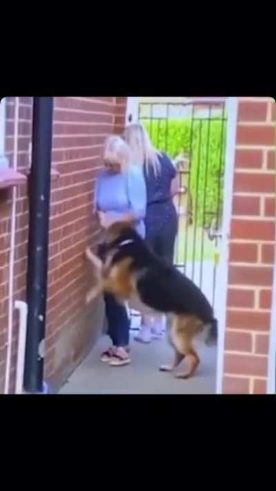 This dog has been invited to Hogwarts