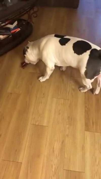 Радость и свиное ухо