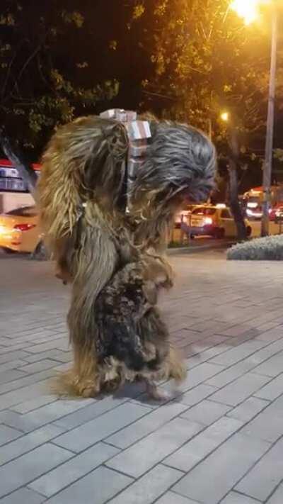Chewbacca cuddles dog which looks like him...