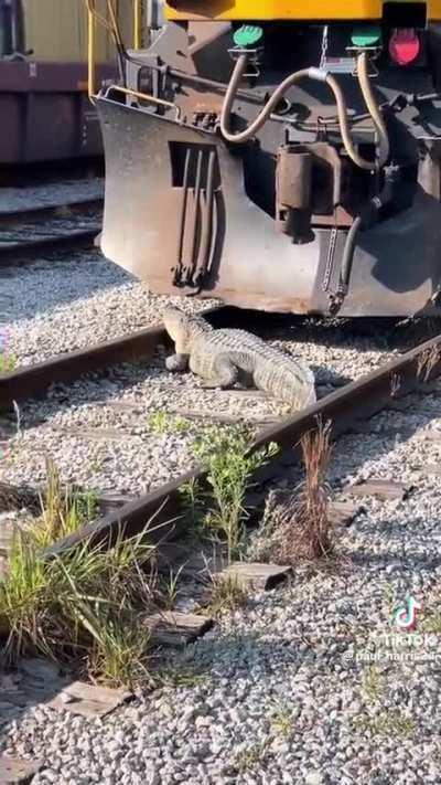 This gator 🐊 is loco