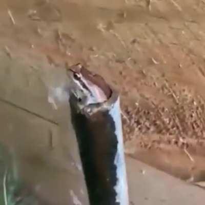 The Ancient Frog, Dweller of Pipelines