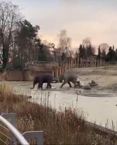 Always watch your back near water no matter what kind of animal you are