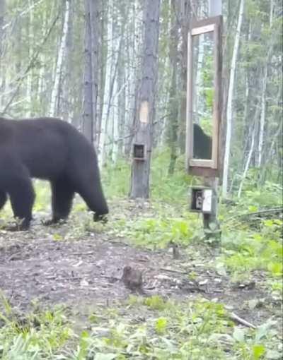 Black bear finds a mirror for the first time, and gets a bit angry...