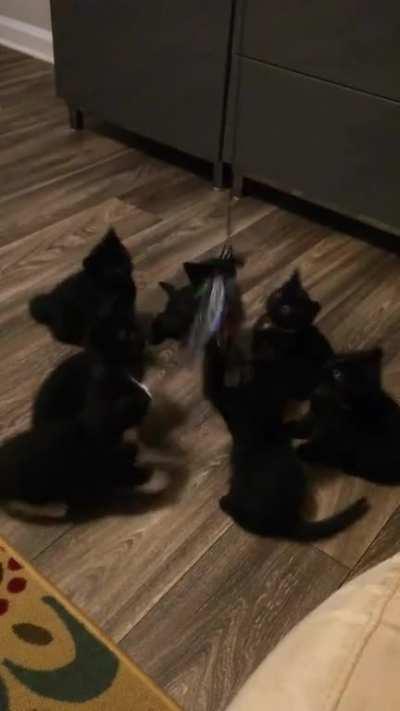 Minicats learning to play with a toy!