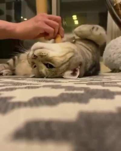 Brushy brushy
