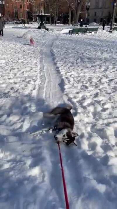 When my Husky pup declines to walk back home