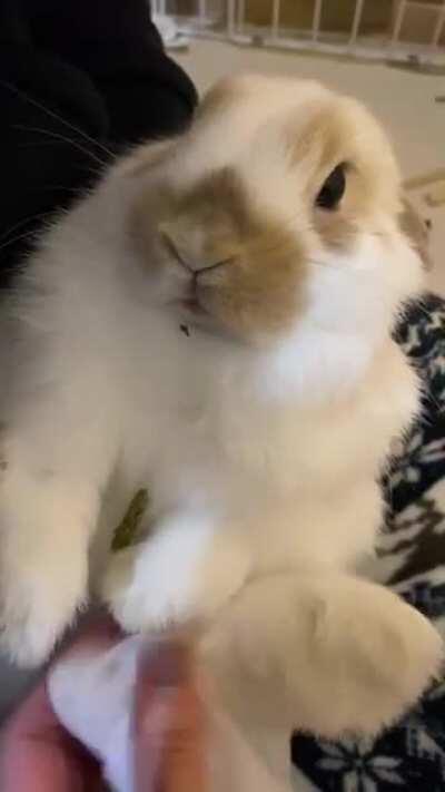 This lovable idiot stepped in the poop he was trying to eat and then dropped the treats he got for being a good boy while we cleaned his foot