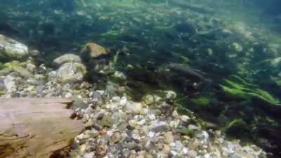 Clear water rainbow release (underwater footage).