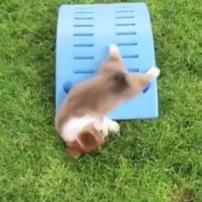 Poor pupper falls hundreds of feet to his death