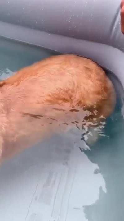 Can corgi butts be used as an alternative to plastic buoy’s used by life guards or for recreational use?