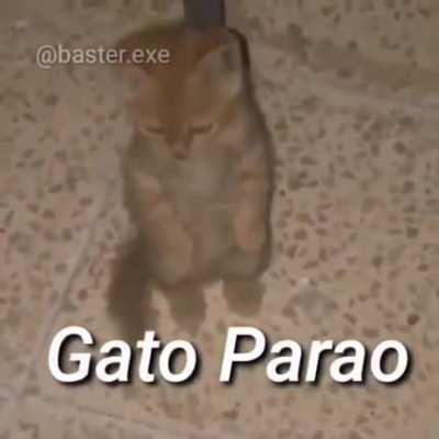Gato parao