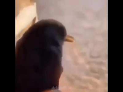 Angry birds mobile strike contra free download