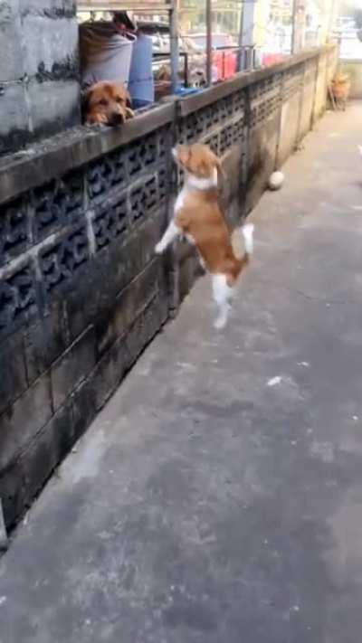 Cute doggo wanta to pla-