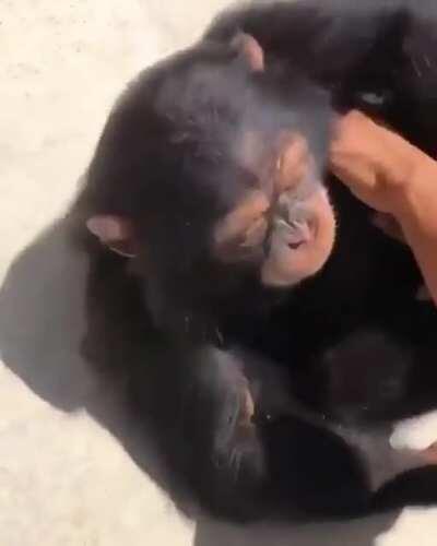 YOOOO! MONKY TICKLE?!