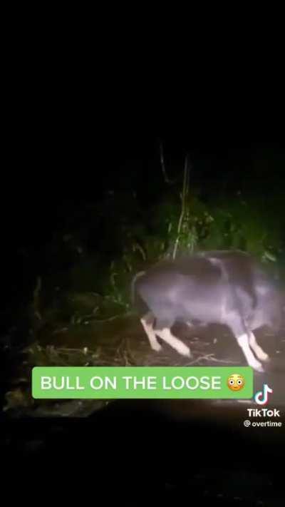 Bitch, I’m a bull!