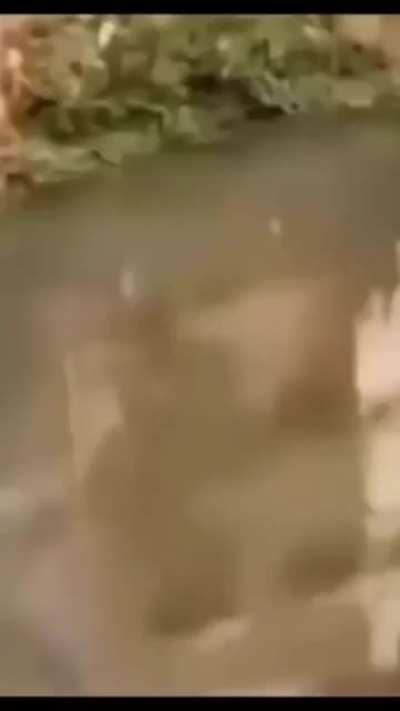 El verdadero rey de la selva