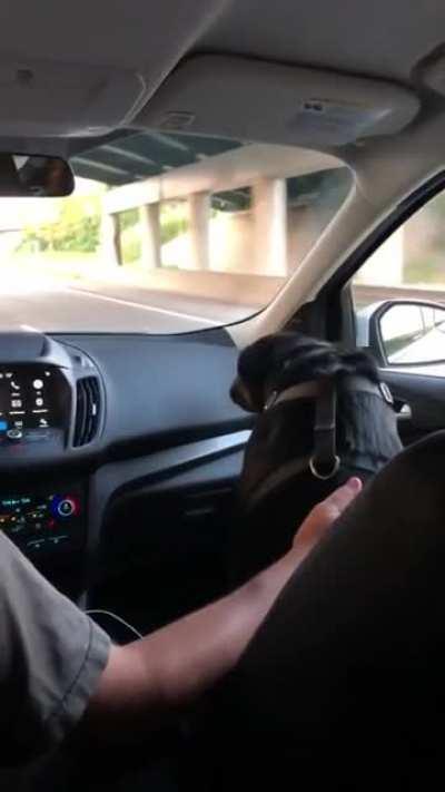 Dog ducks its head every time they drive under an overpass