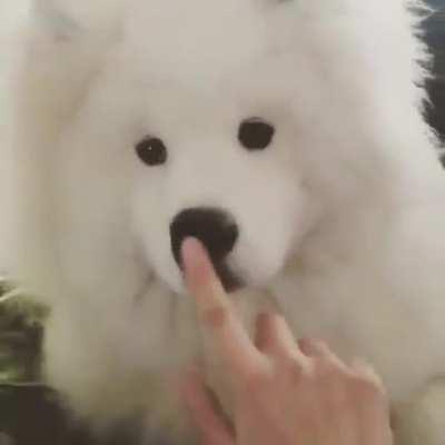 Move your Nose fluffy boii