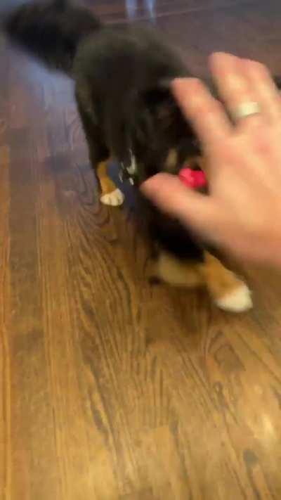 I’ll never get tired of being welcomed by this boi