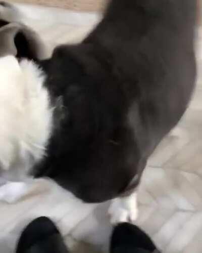 carti commentating dog fight