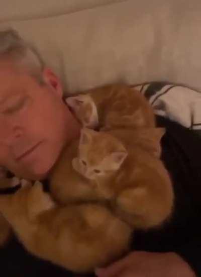 My father fell asleep with the kittens