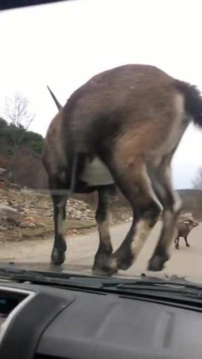 Stopping next to the goats...