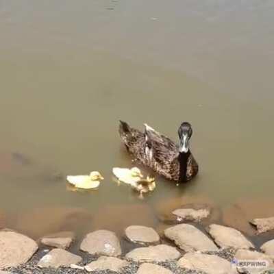 A snapping turtle catches a duckling