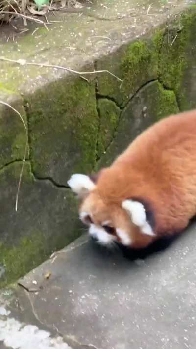 Red panda Nannan running right at you!