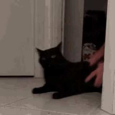 Humans have a severe kleptomania problem and are often seen yoinking smaller sapients to add to their collection.