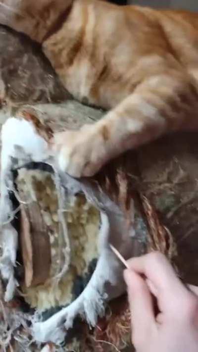 Лайфхак для владельцев кошек