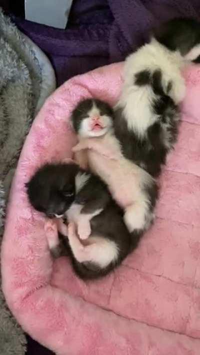 What do you think she’s dreaming about? My guess is bongos