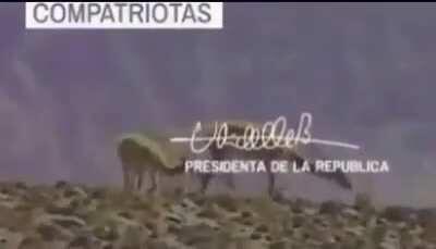 Creepypasta Chileno - Contingencia