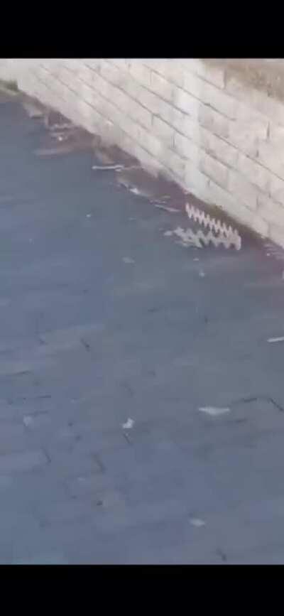 This parrot ripping off bird spikes from a window ledge. It’s like he screaming, let my people sit.