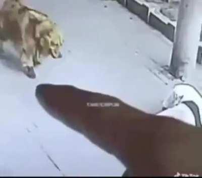 cachorro de sapato 😳😳