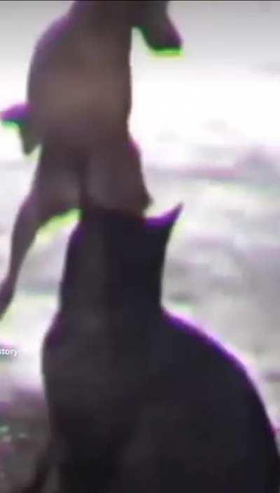 Dog after watching wednesday 🫣😂