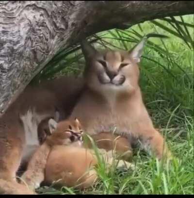 AAAAAAAAAAAA AAAAAAA