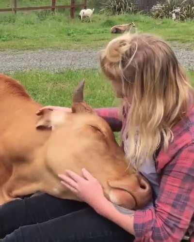 Коровам тоже хочется ласки