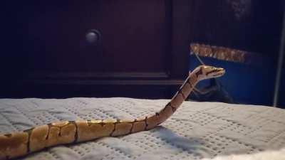 Chai is doing her best scope. Of course she yawned all cute right after and I missed it.