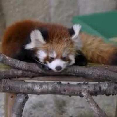 Two snuggly grump nuggets