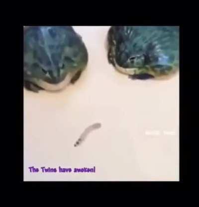 The twins have awoken