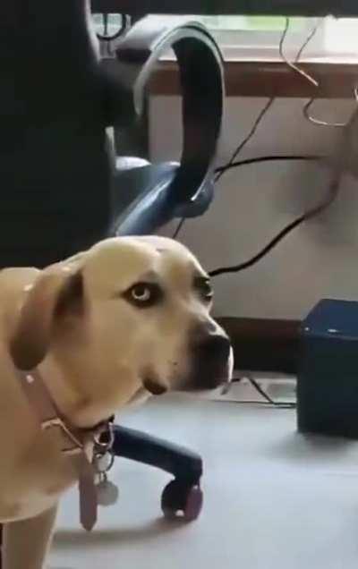 My human has lost it...