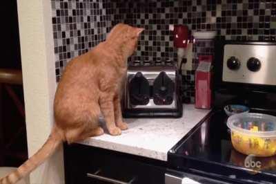 The videographer was startled too