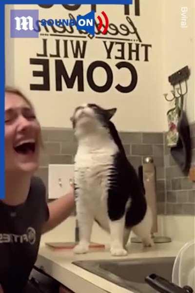 CAUTION ⚠️ Caution ⚠️ cute vocal cat overload! Sound on